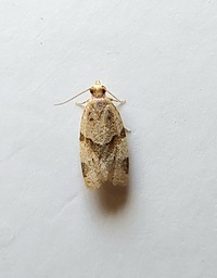 Clepsis peritana