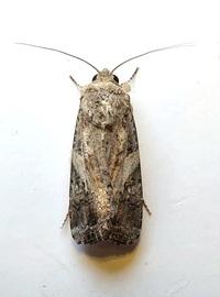 Spodoptera frugiperda