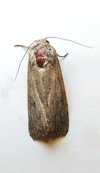 Spodoptera exigua