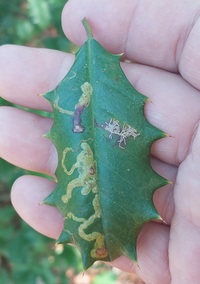 Rhopobota finitimana