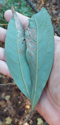 Phyllocnistis subpersea