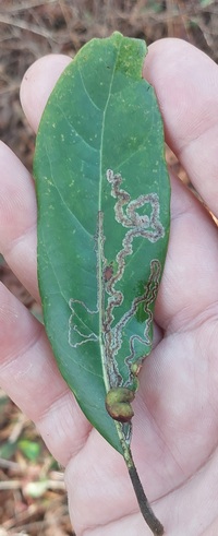 Phyllocnistis hyperpersea