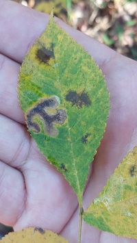 Cameraria caryaefoliella