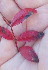 Stigmella intermedia
