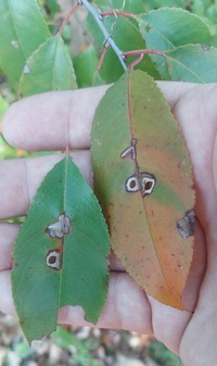 Coptodisca splendoriferella