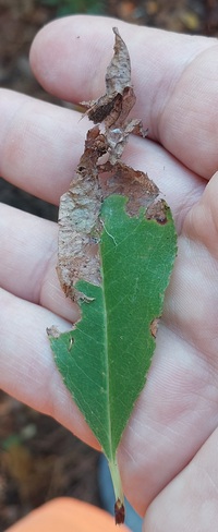 Filatima serotinella