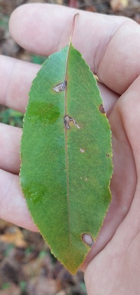 Bucculatrix pomifoliella