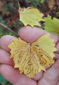 Phyllocnistis vitifoliella