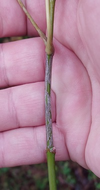 Marmara new species 4 - on Acer negundo