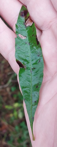 Coptodisca new species 1 - on Morella