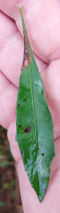 Stigmella myricafoliella
