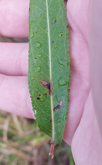 Coptodisca saliciella