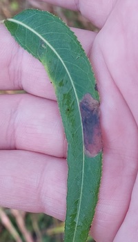 Micrurapteryx salicifoliella