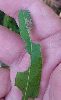 Stigmella fuscotibiella