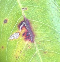 Bucculatrix pomifoliella