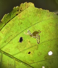 Stigmella corylifoliella