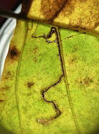 Stigmella corylifoliella