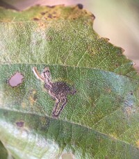 Stigmella corylifoliella