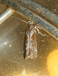 Gnorimoschema gallaesolidaginis