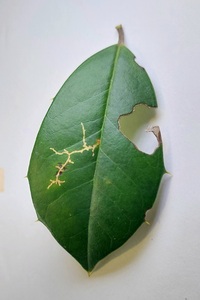 Rhopobota finitimana