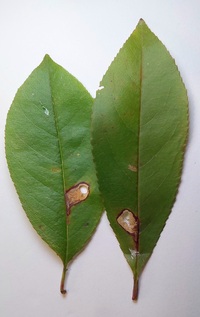 Coptodisca splendoriferella