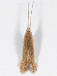 Coleophora laticornella
