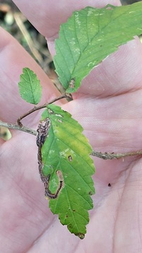 Stigmella apicialbella