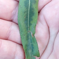 Coptodisca saliciella