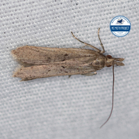 Dichomeris ligulella