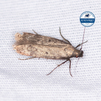 Dichomeris unidentified species