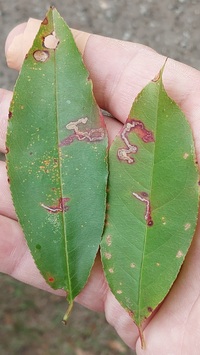 Bucculatrix pomifoliella