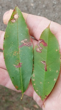Stigmella prunifoliella