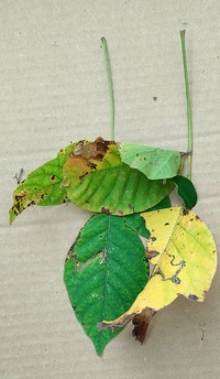 Stigmella rhoifoliella