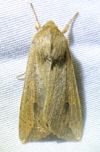 Mythimna unipuncta