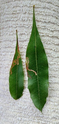 Stigmella myricafoliella