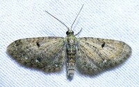 Eupithecia miserulata
