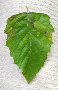 Stigmella corylifoliella