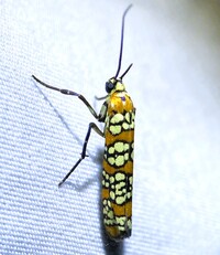 Atteva aurea