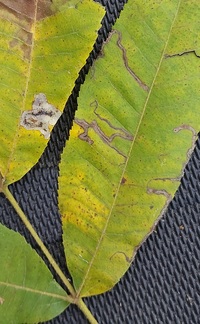 Stigmella caryaefoliella