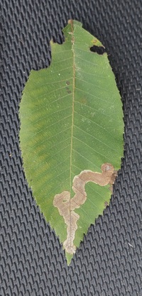 Cameraria caryaefoliella