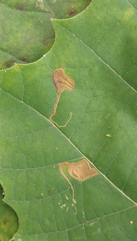 Ectoedemia clemensella