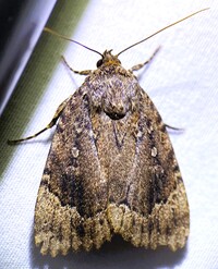 Amphipyra pyramidoides