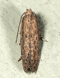 Keiferia inconspicuella