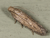 Keiferia inconspicuella