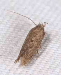 Keiferia inconspicuella