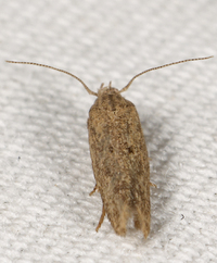 Keiferia inconspicuella