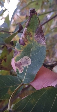 Cameraria caryaefoliella