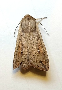 Mythimna unipuncta