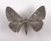 Iridopsis vellivolata