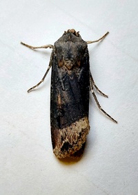 Agrotis ipsilon